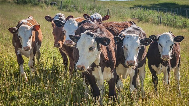 Le député de Beauce demande des précision sur le plan de soutien au secteur agricole 