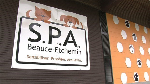 La SPA Beauce-Etchemin reprend du service