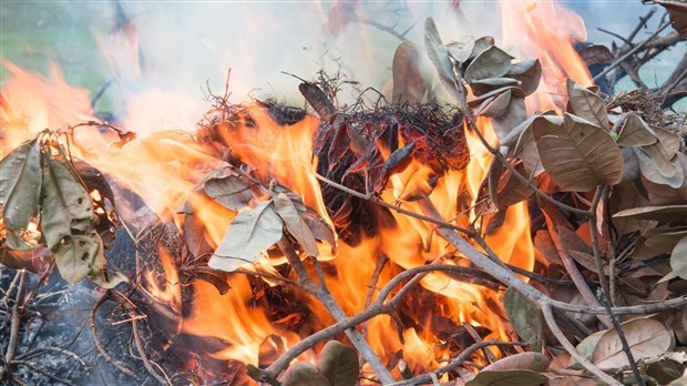 Un feu de forêt à Saint-Philibert 