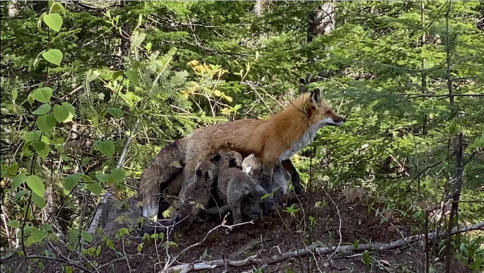 Bébés renard à Saint-Prosper