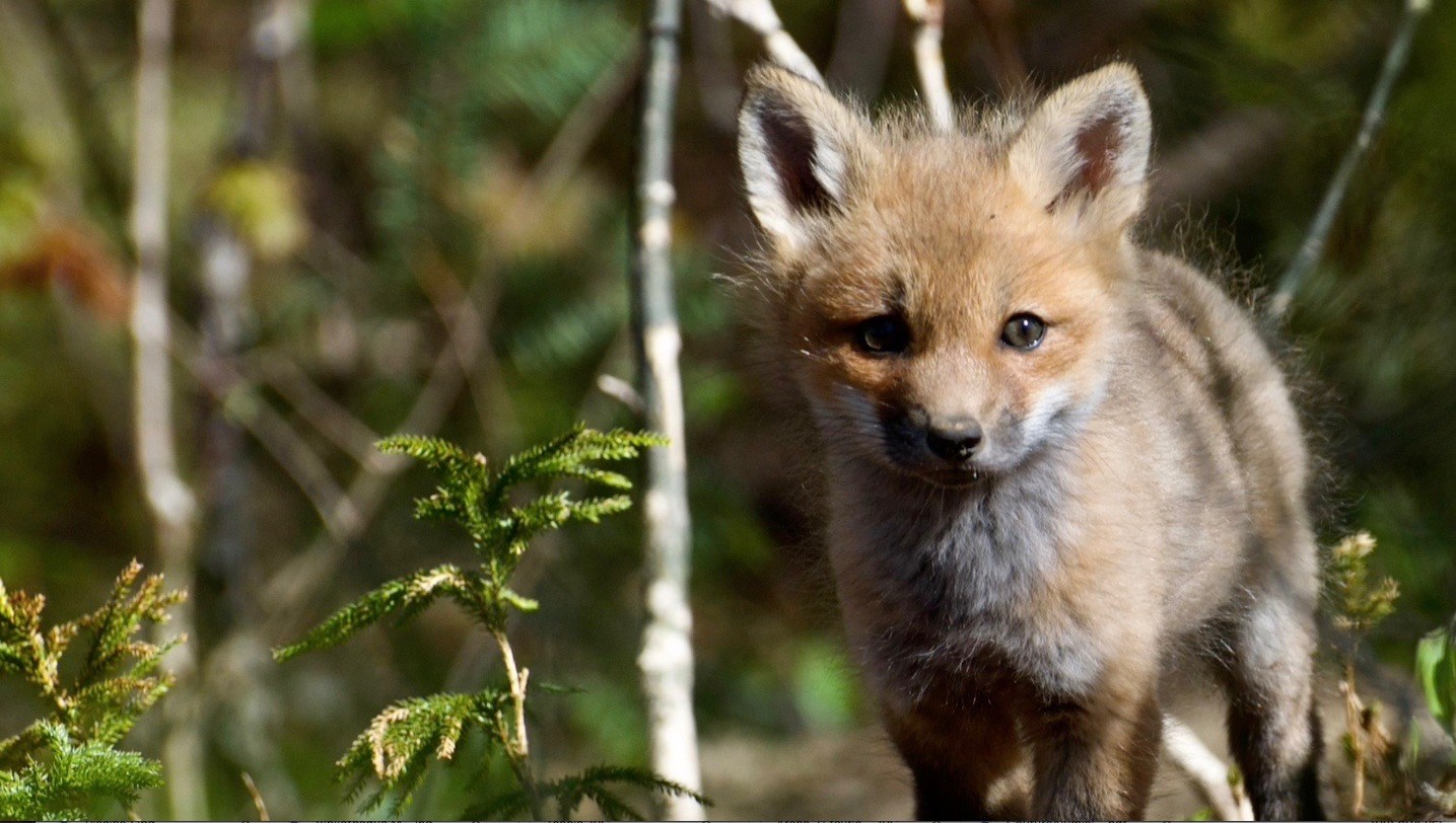 Québec investit 1 875 000 $ pour aider les municipalités à protéger la biodiversité sur leurs territoires