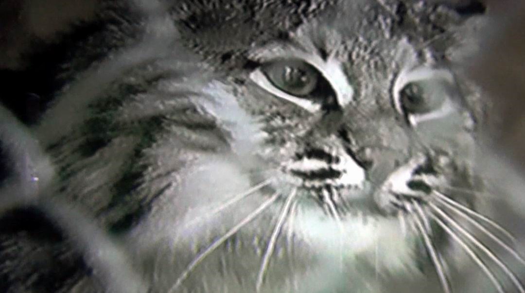 Normand DeLessard présente le mini zoo du Parc des Sept-chutes de Saint-Georges