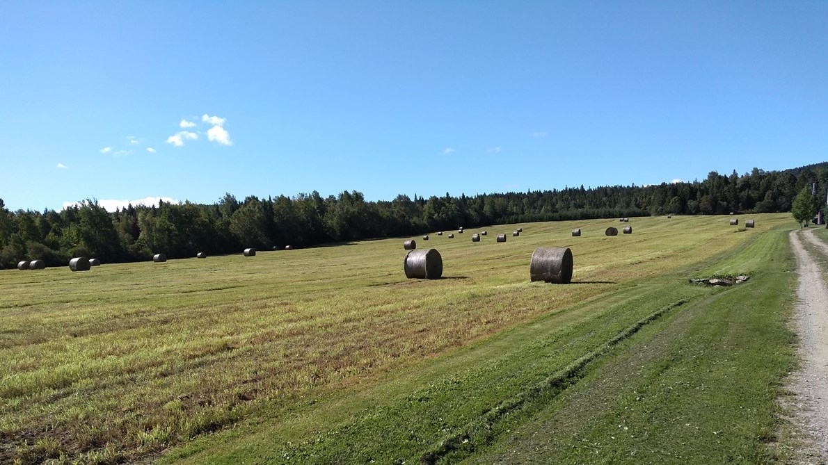 La Financière agricole du Québec versera 21 M$ aux producteurs de foin