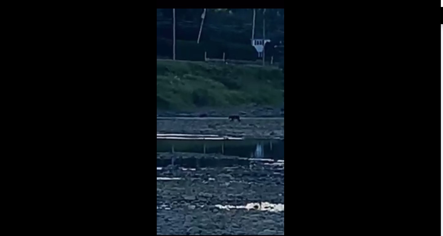 L'ourson qui rôdait à Saint-Georges a été aperçu à Notre-Dame-des-Pins