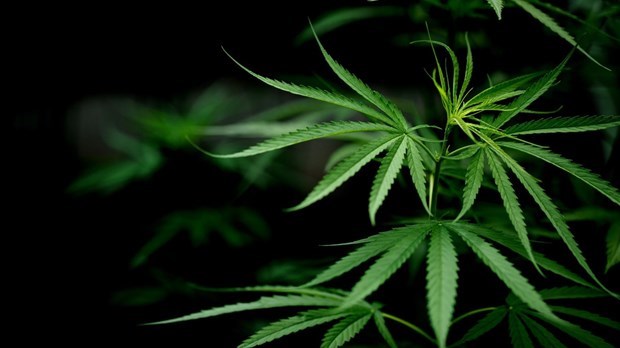 Une perquisition à Saint-Zacharie concernant la production illégale de cannabis