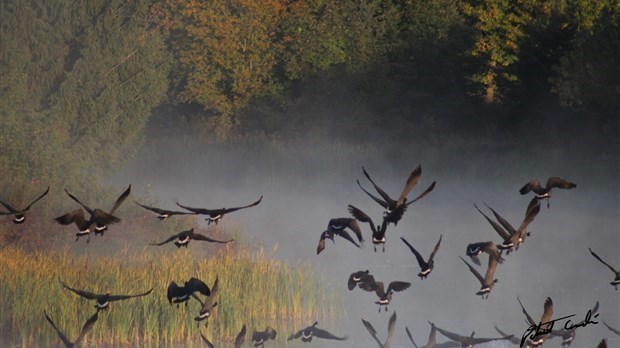 Saint-Lambert-de-Lauzon présente l'événement « Octobre, le mois de l’oie »
