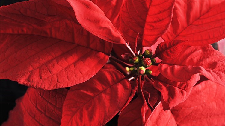Une 7e édition pour la Campagne des poinsettias
