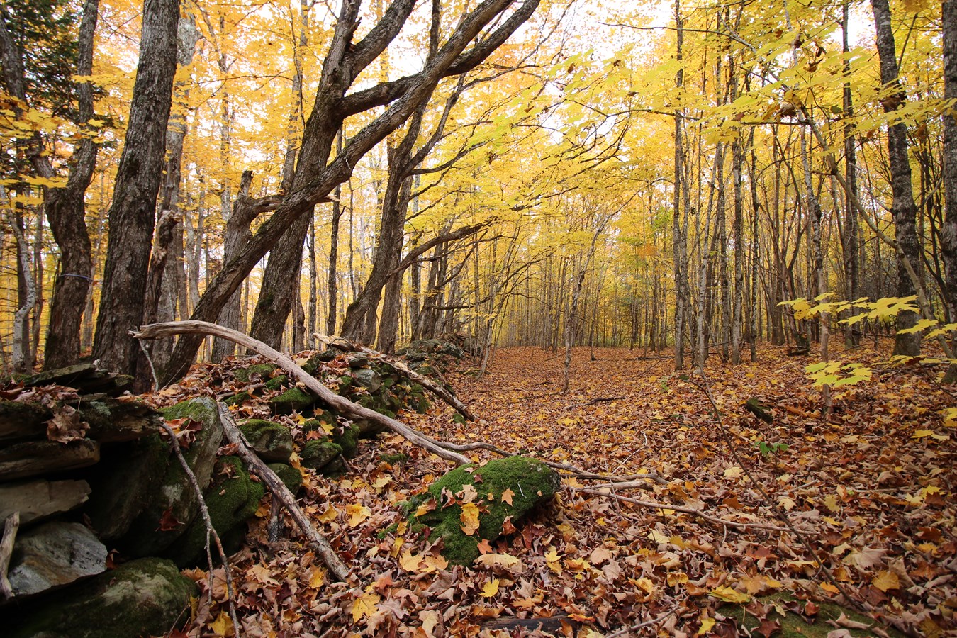 Photorama 3 : l'automne tout en couleur !