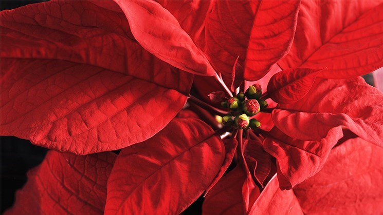 Franc succès de la 7e Campagne des poinsettias du Bercail
