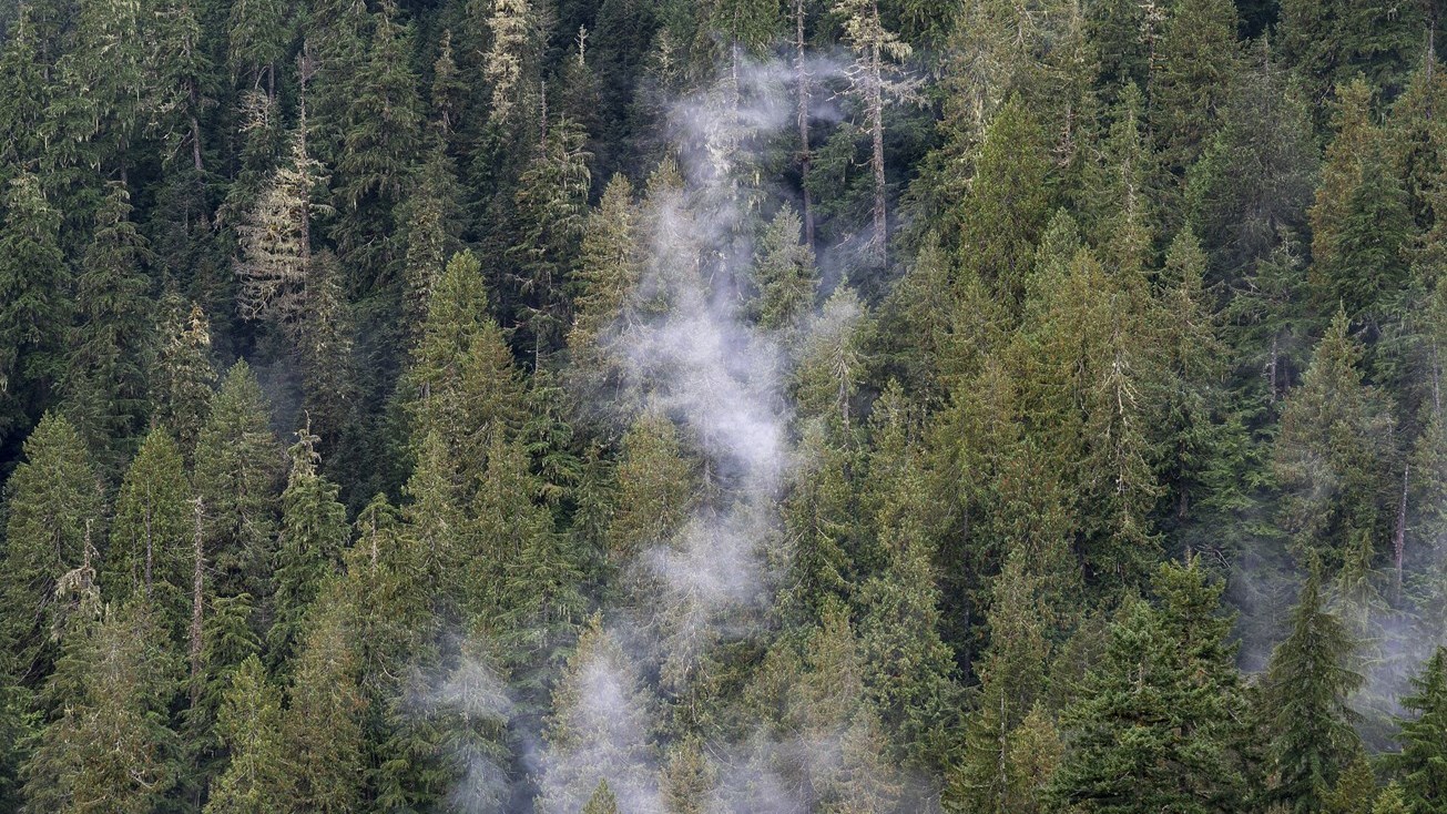 Seulement 8,5 millions des 2 milliards d'arbres promis ont été plantés