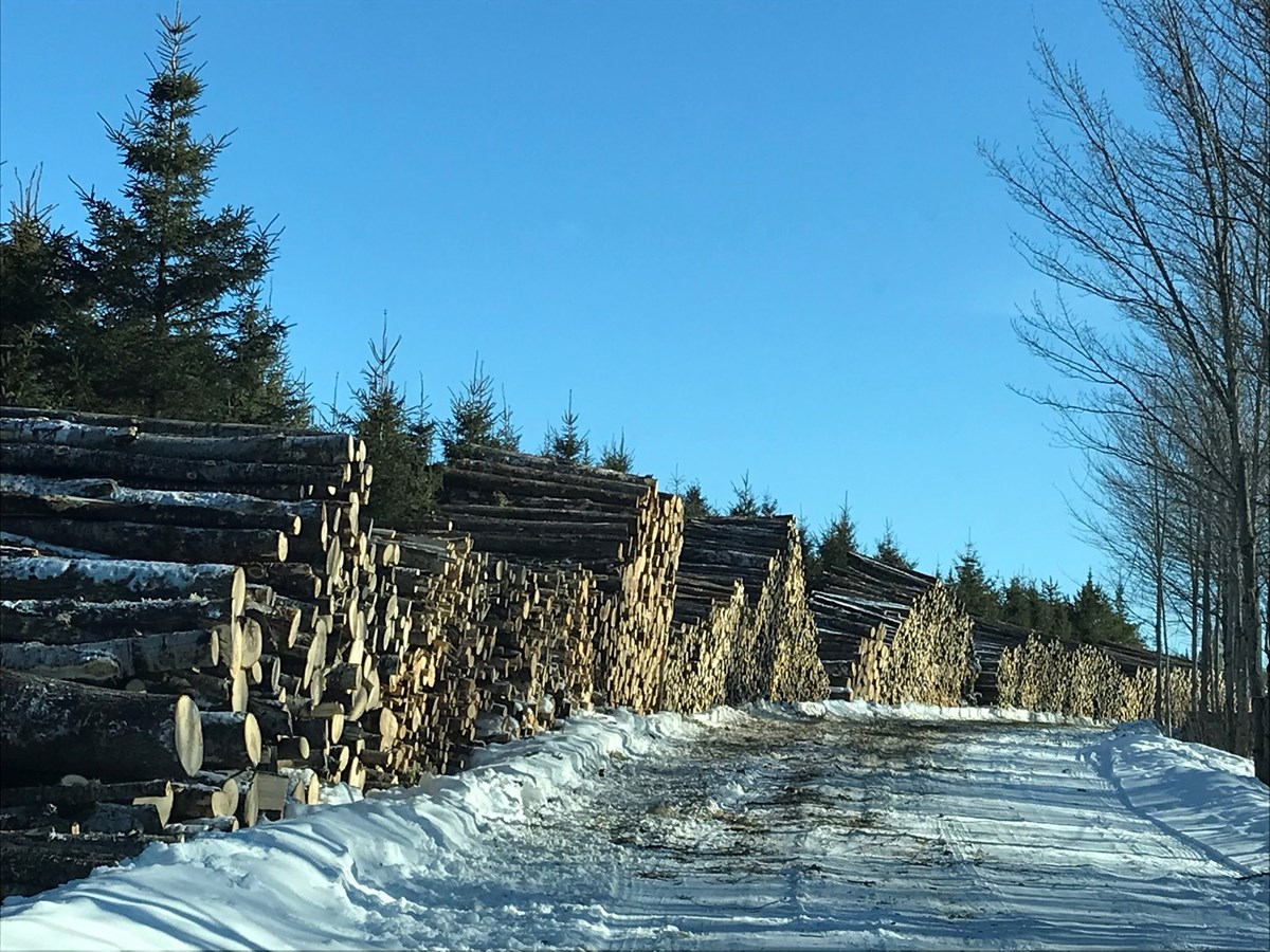 Les producteurs de bois de la forêt privée veulent leur part du gâteau