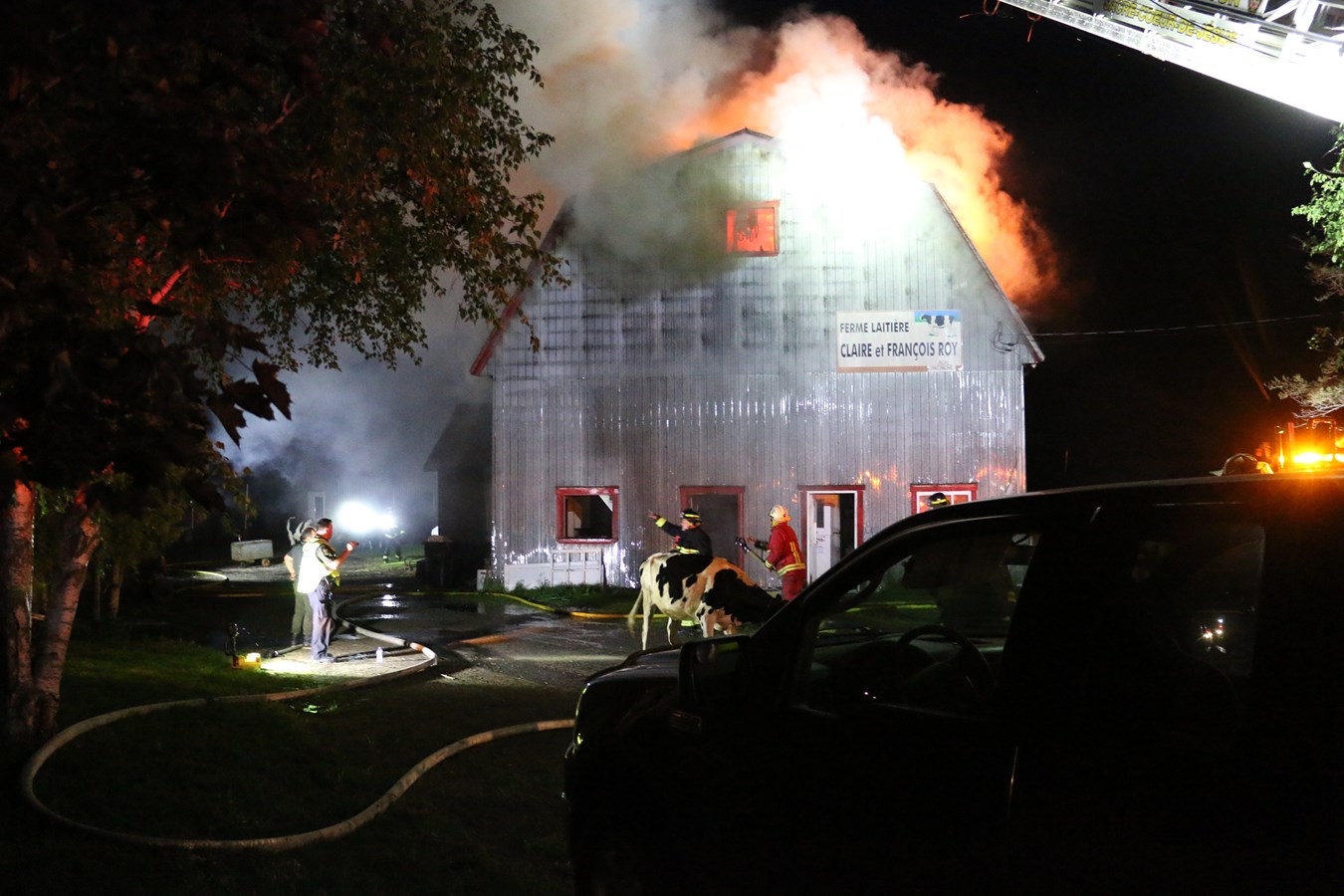 Ferme laitière rasée par les flammes: la majorité des animaux ont été sauvés