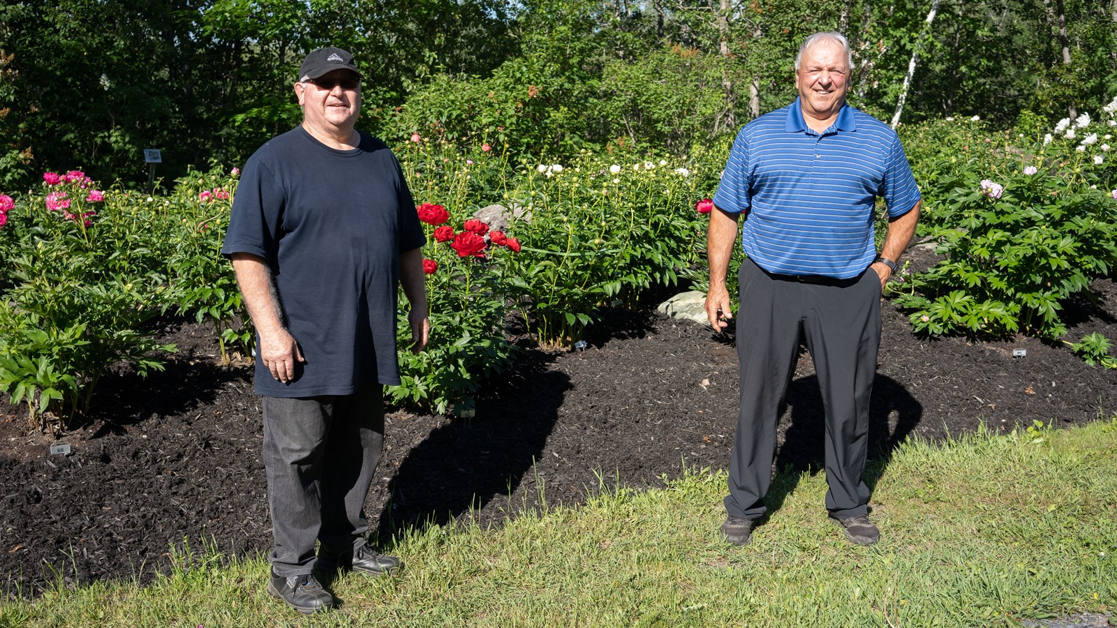 Les pivoines fleurissent bien au parc Veilleux