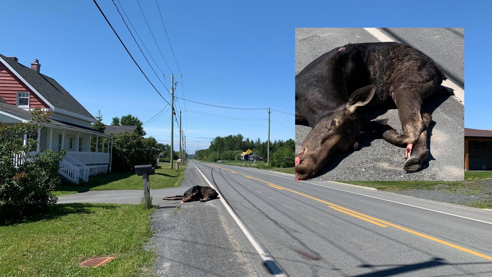 Un camion frappe un orignal sur la 175e rue à Saint-Georges