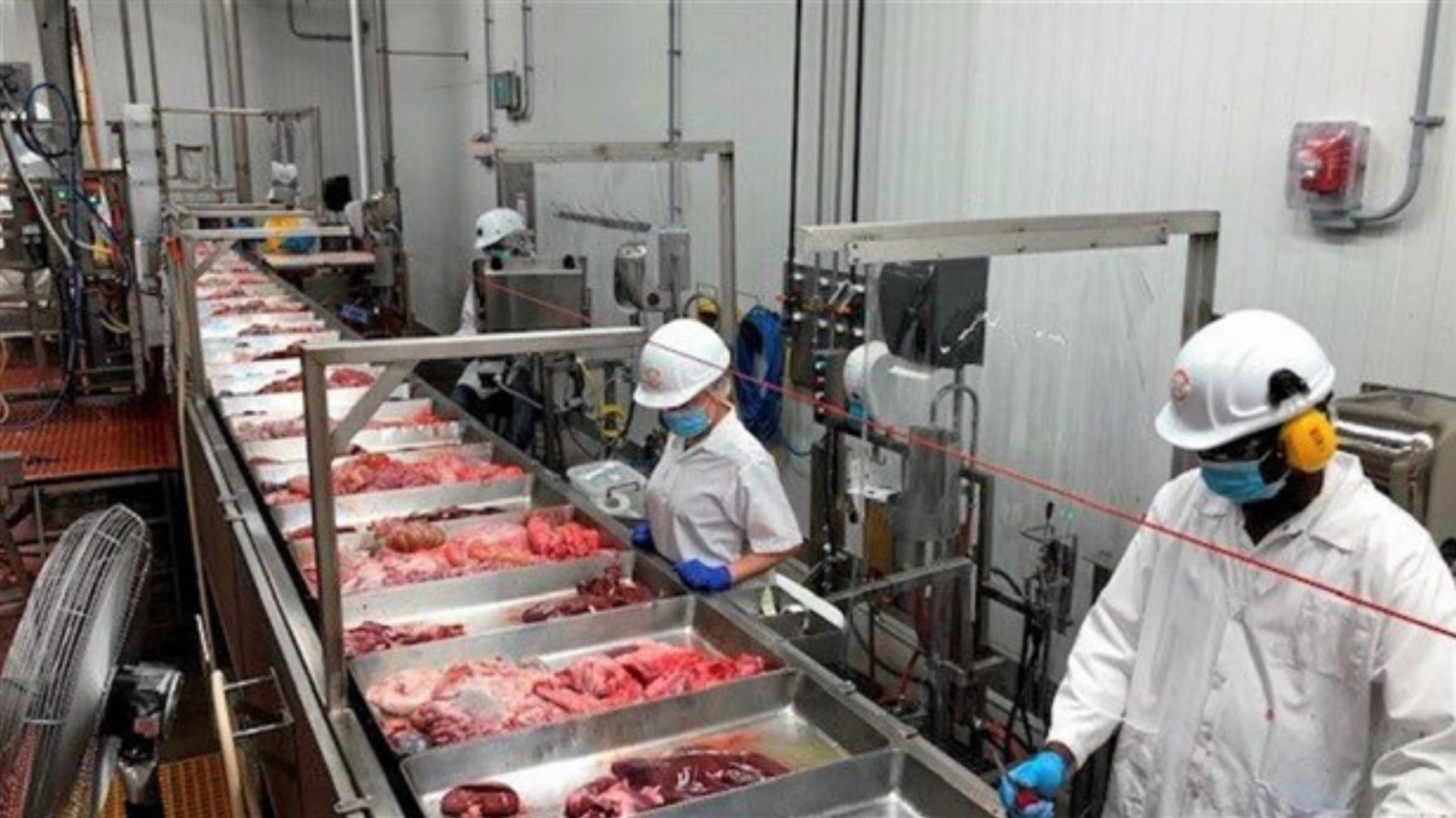 Grève à Olymel: quels sont les impacts pour les producteurs de porc?