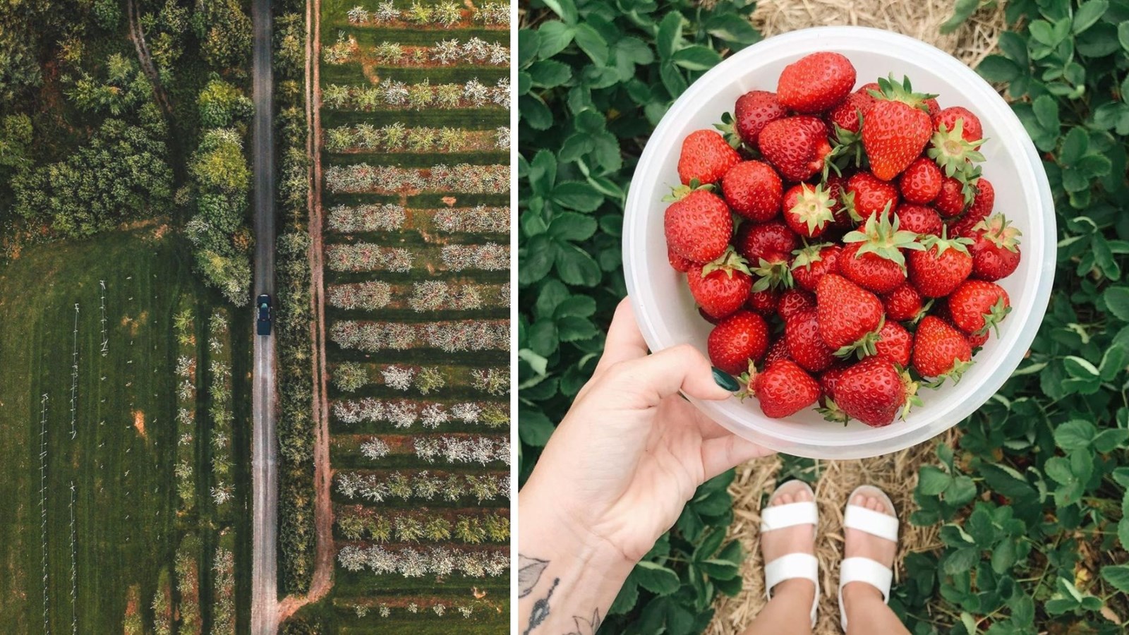 Où peut-on cueillir des baies de toutes sortes en Beauce?