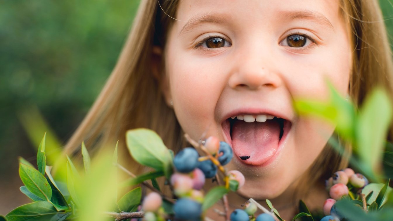 Lancement de la saison du « bleuet géant » 