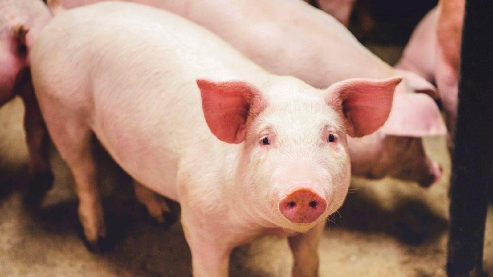 Un ultime cri du cœur lancé par les éleveurs de porc du Québec 