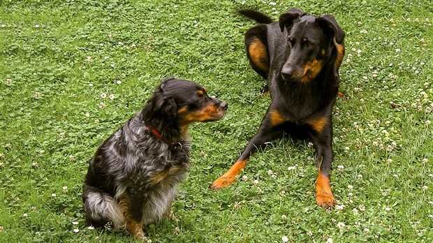 Journée mondiale des chiens : déclarez votre amour pour votre compagnon