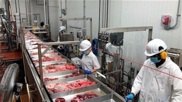 Reprise des abattages de porcs chez Olymel à Vallée-Jonction