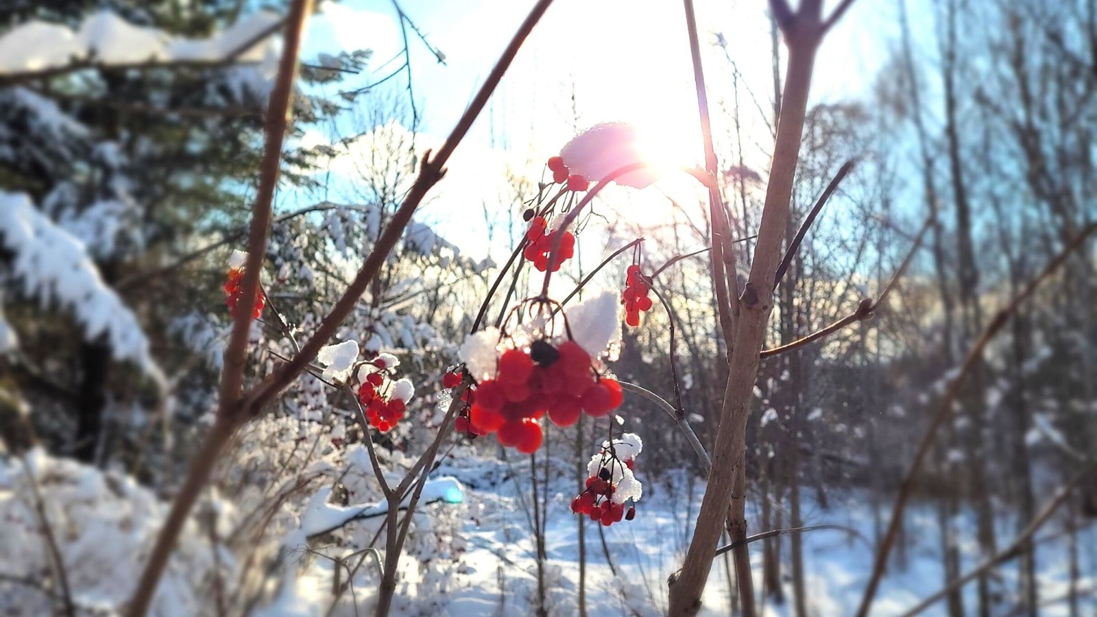 Galerie 3 : l'hiver beauceron