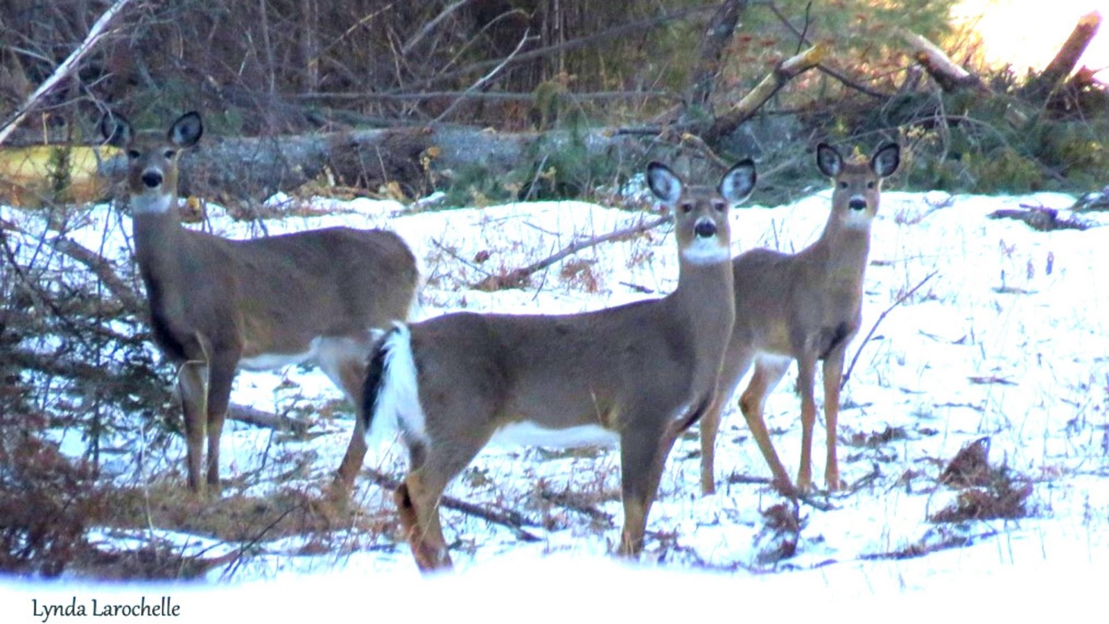 Galerie 4 : l'hiver beauceron