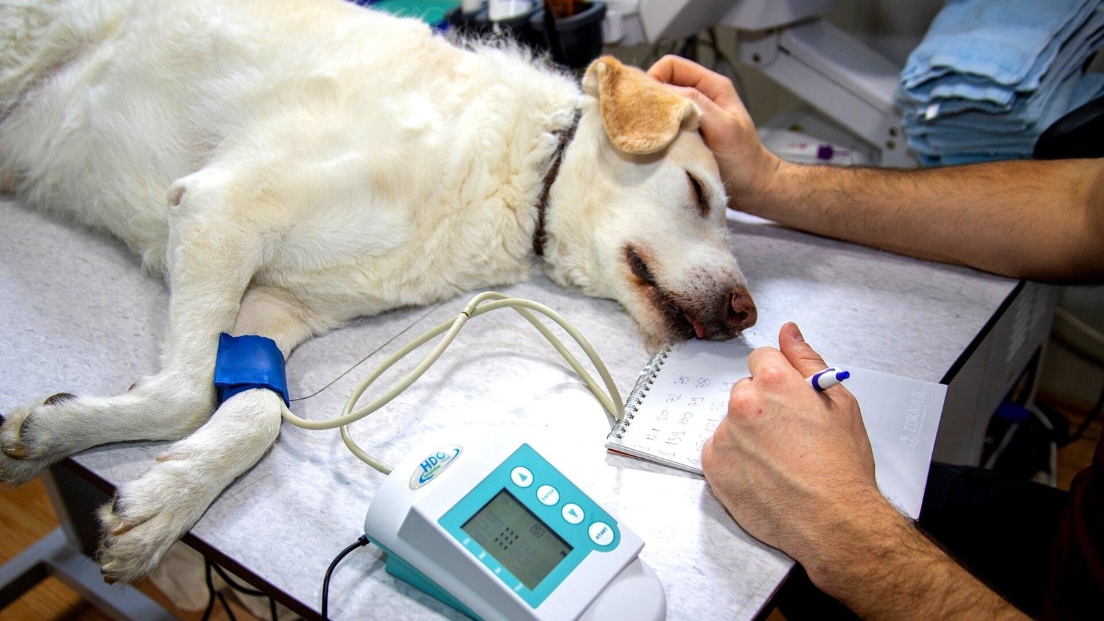 COVID-19: les vétérinaires se disent à bout de souffle
