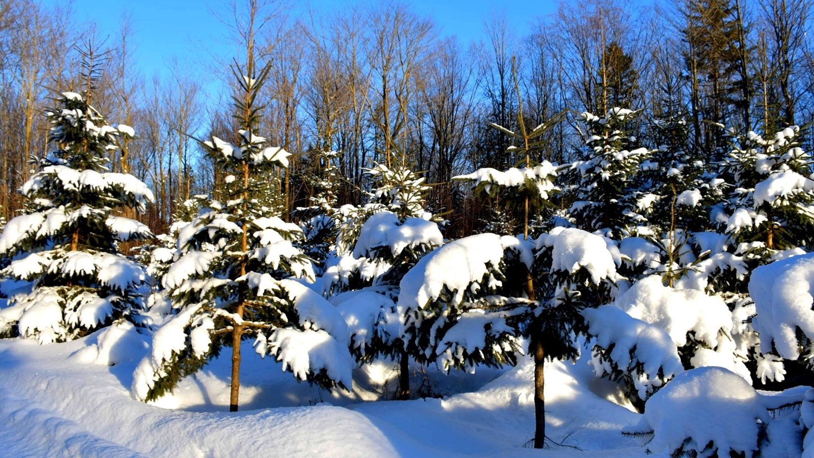 Galerie 7 : l'hiver beauceron