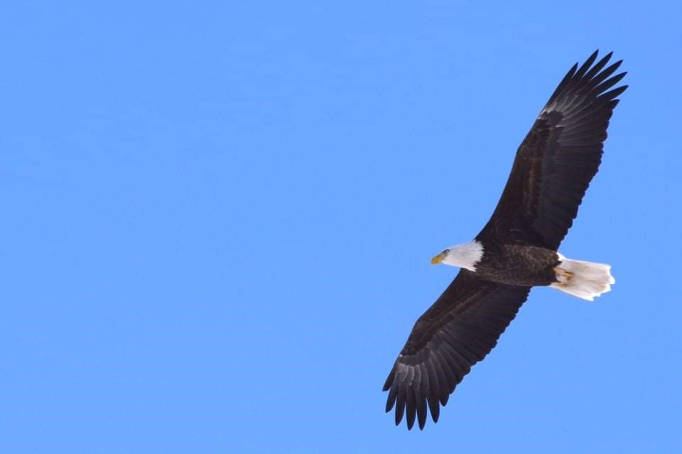 Un pygargue à tête blanche dans le ciel de Saint-Georges