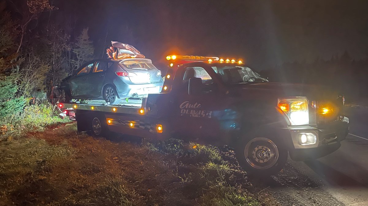 Un orignal a causé quatre accidents à Saint-Lambert-de-Lauzon