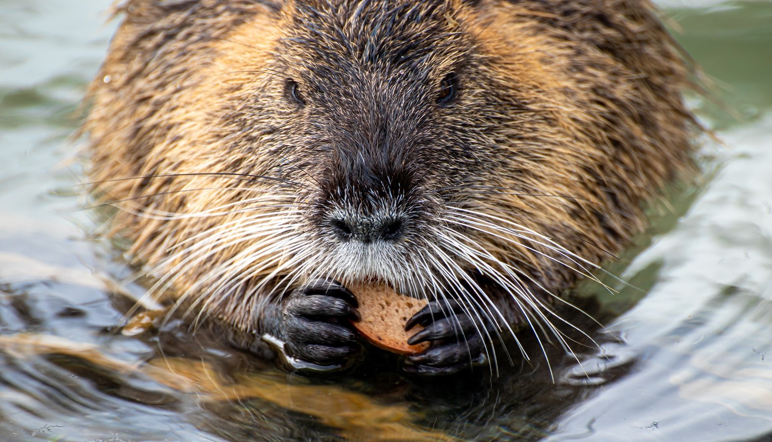 Le sort des castors du parc Veilleux entre les mains du trappeur