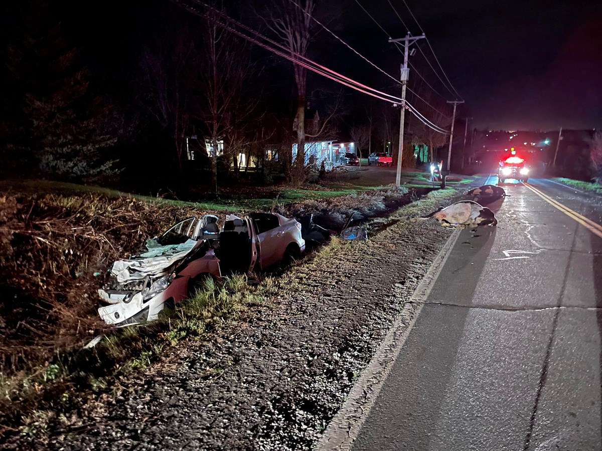 Un conducteur percute deux vaches à Sainte-Marguerite