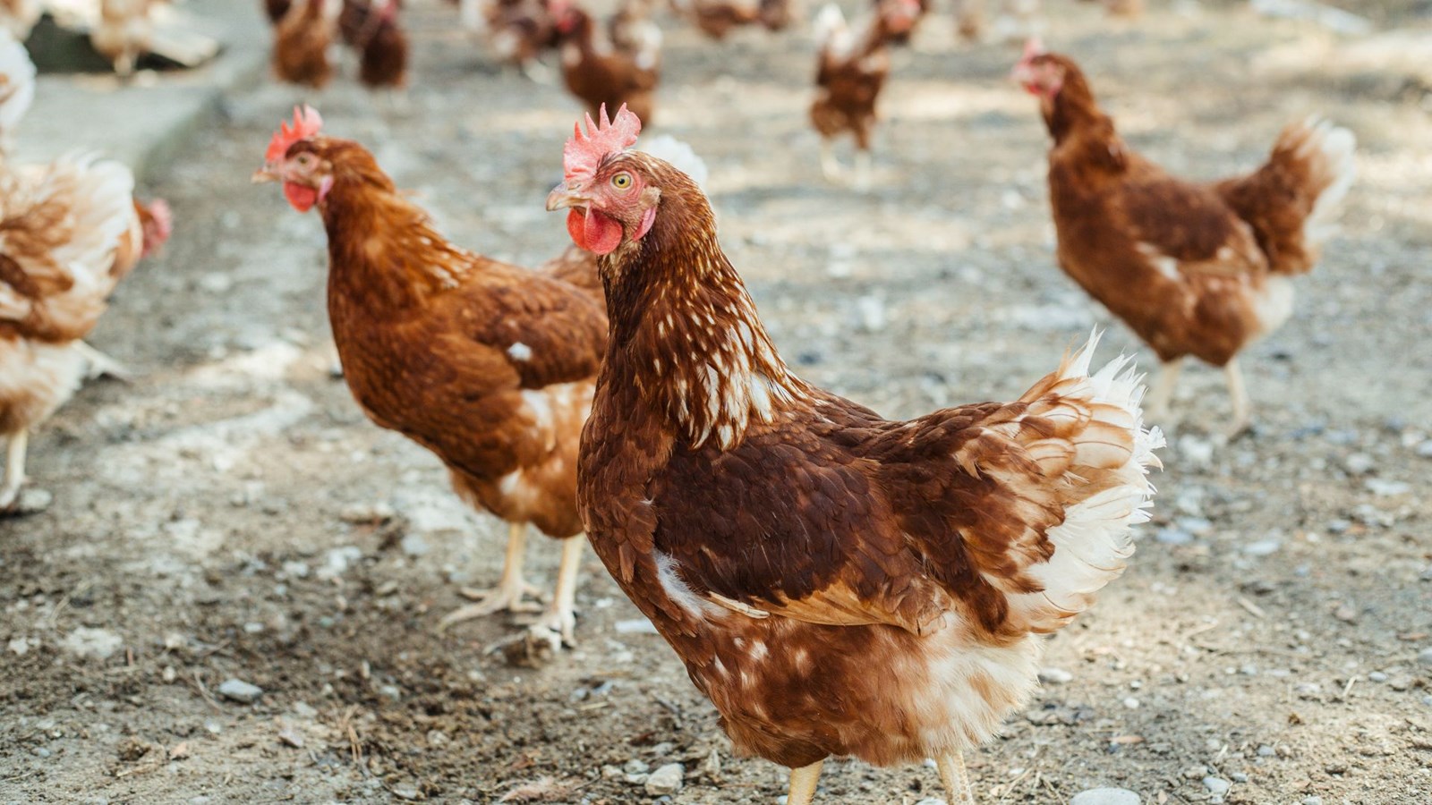 Un premier cas de grippe aviaire dans un poulailler de la Beauce