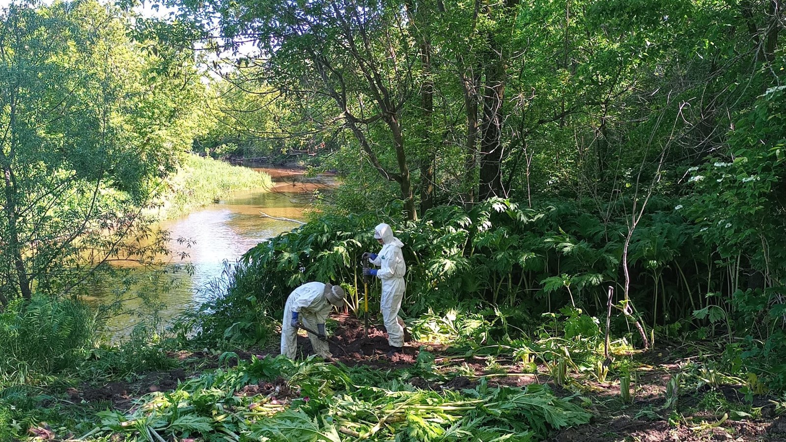 Une cinquième année réussie pour la lutte contre la berce du Caucase