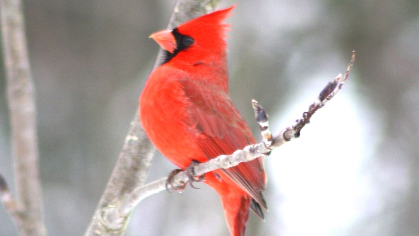 Le grand dénombrement des oiseaux se déroule cette fin de semaine