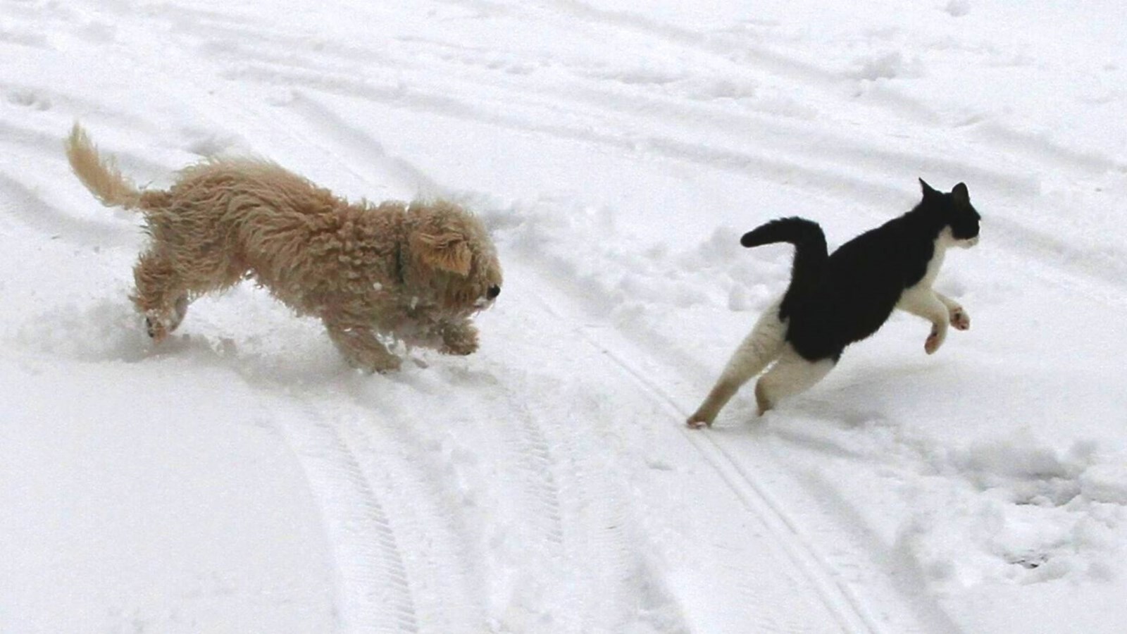 Chiens et chats: c'est le renouvellement des licences