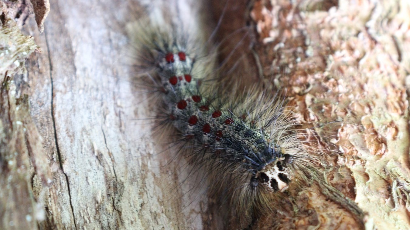 Nos arbres attaqués par les insectes