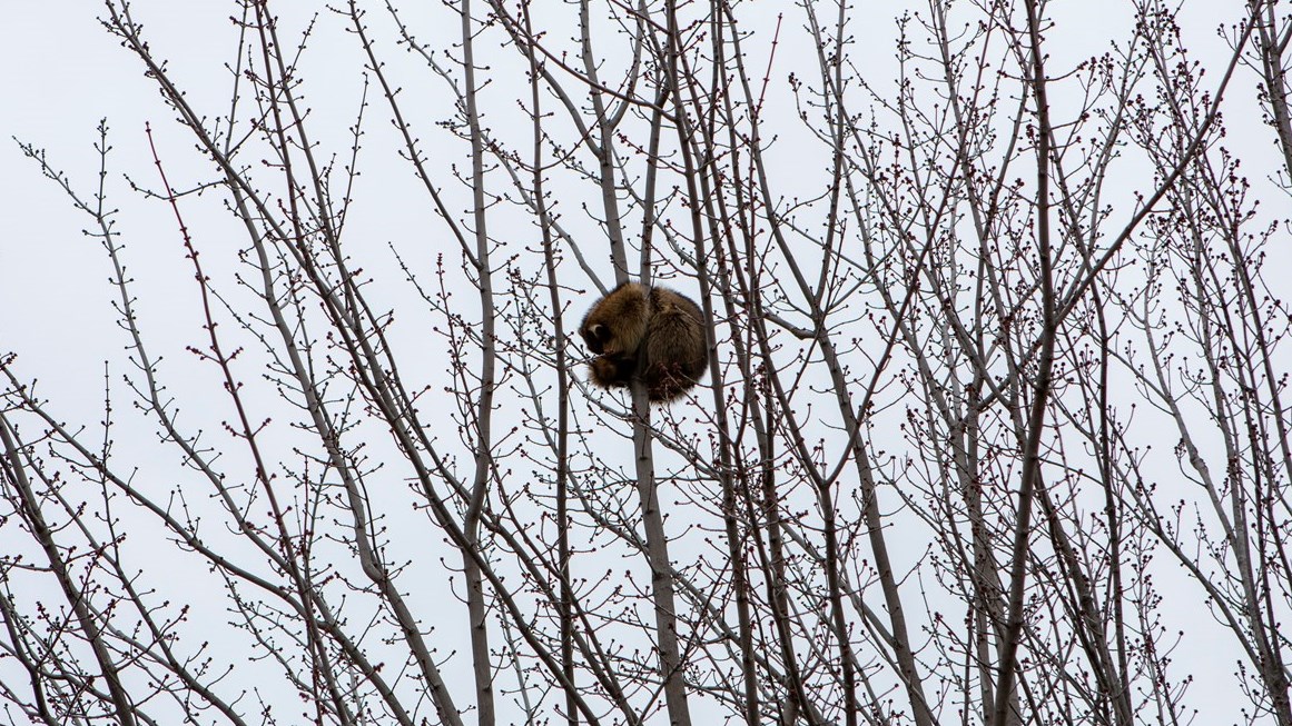 Le raton laveur perché à Saint-Georges n'est pas en danger