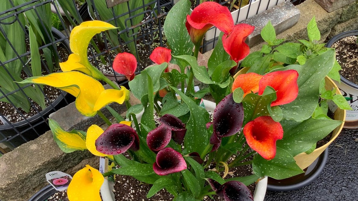 Cinquième galerie pour la fleuraison en folie!