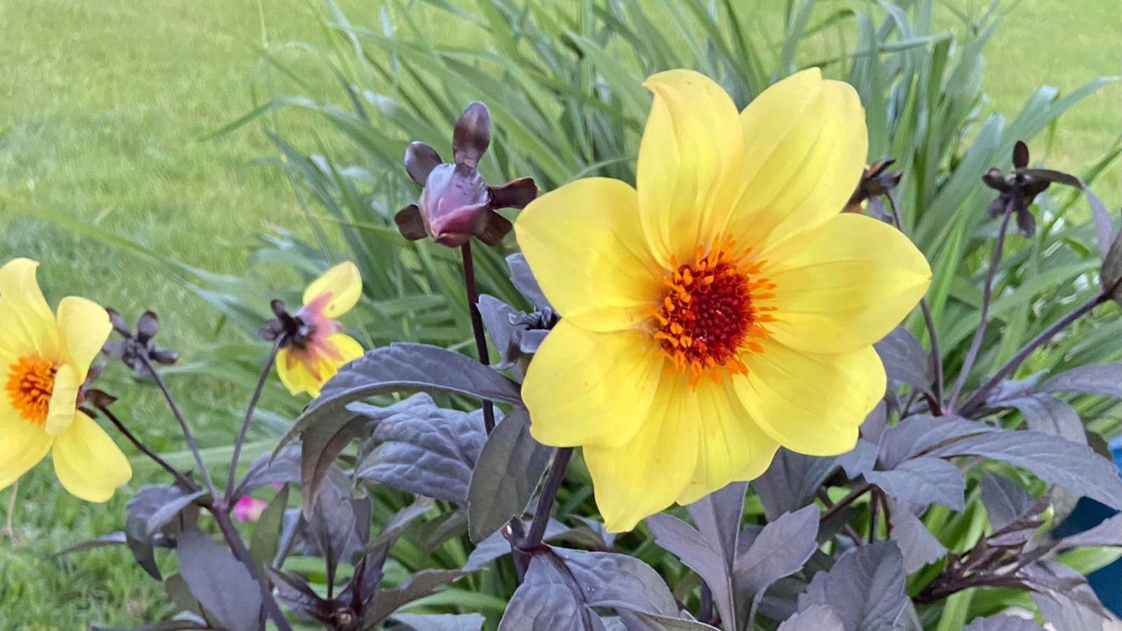 Dernière galerie pour la fleuraison en folie!