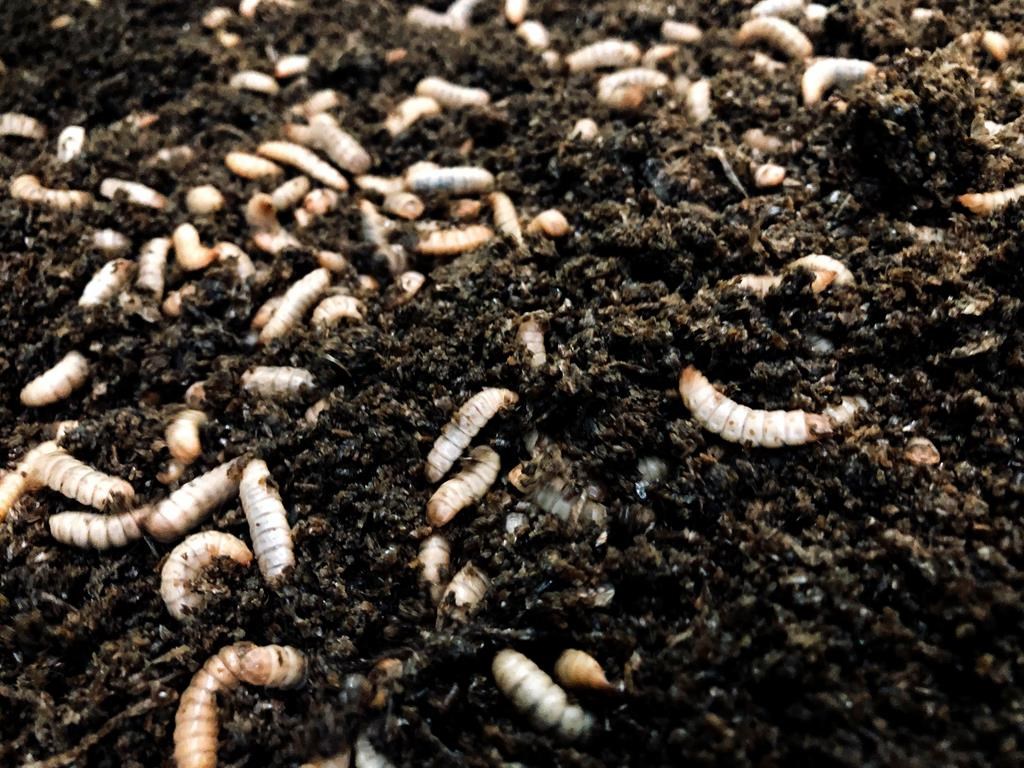 Nourrir le bétail avec des mouches: des Québécois remportent un prix au Mexique