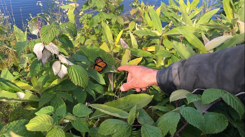 Les papillons monarques en danger : voici comment les aider