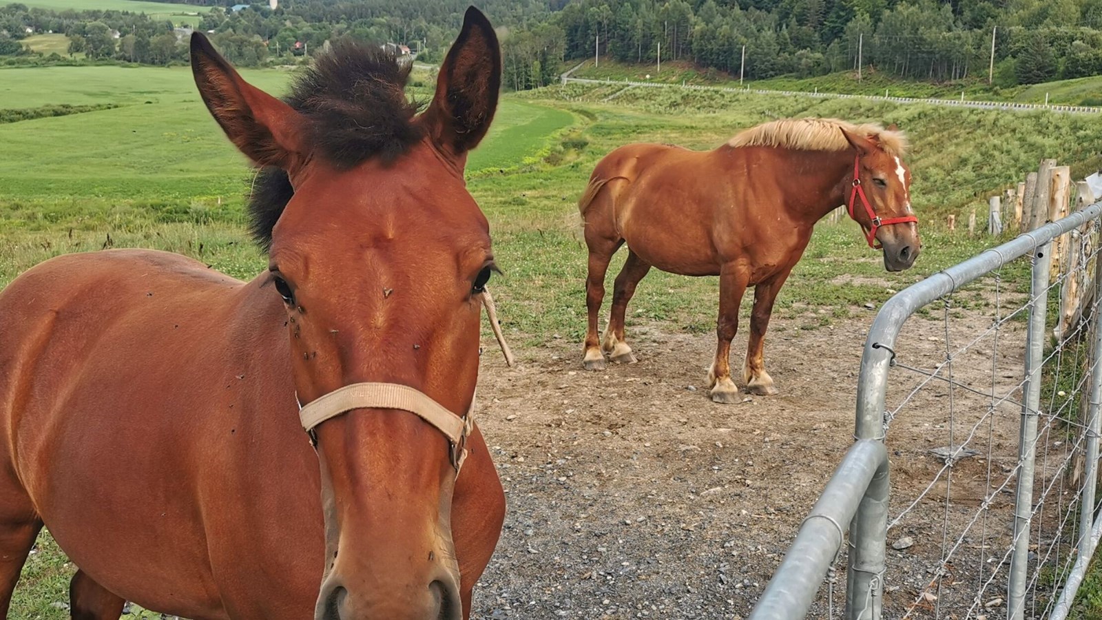 L’Exposition agricole de Beauce: une programmation pour toute la famille