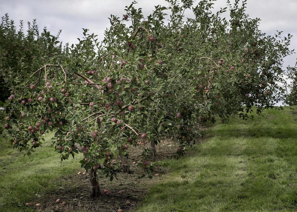 Le temps des pommes est arrivé!