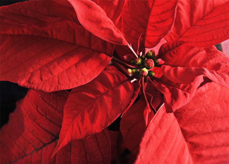 La Fondation Au Bercail lance sa 9e Campagne des poinsettias