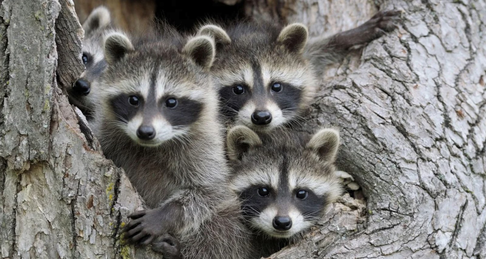 Donnons une chance à la faune animale
