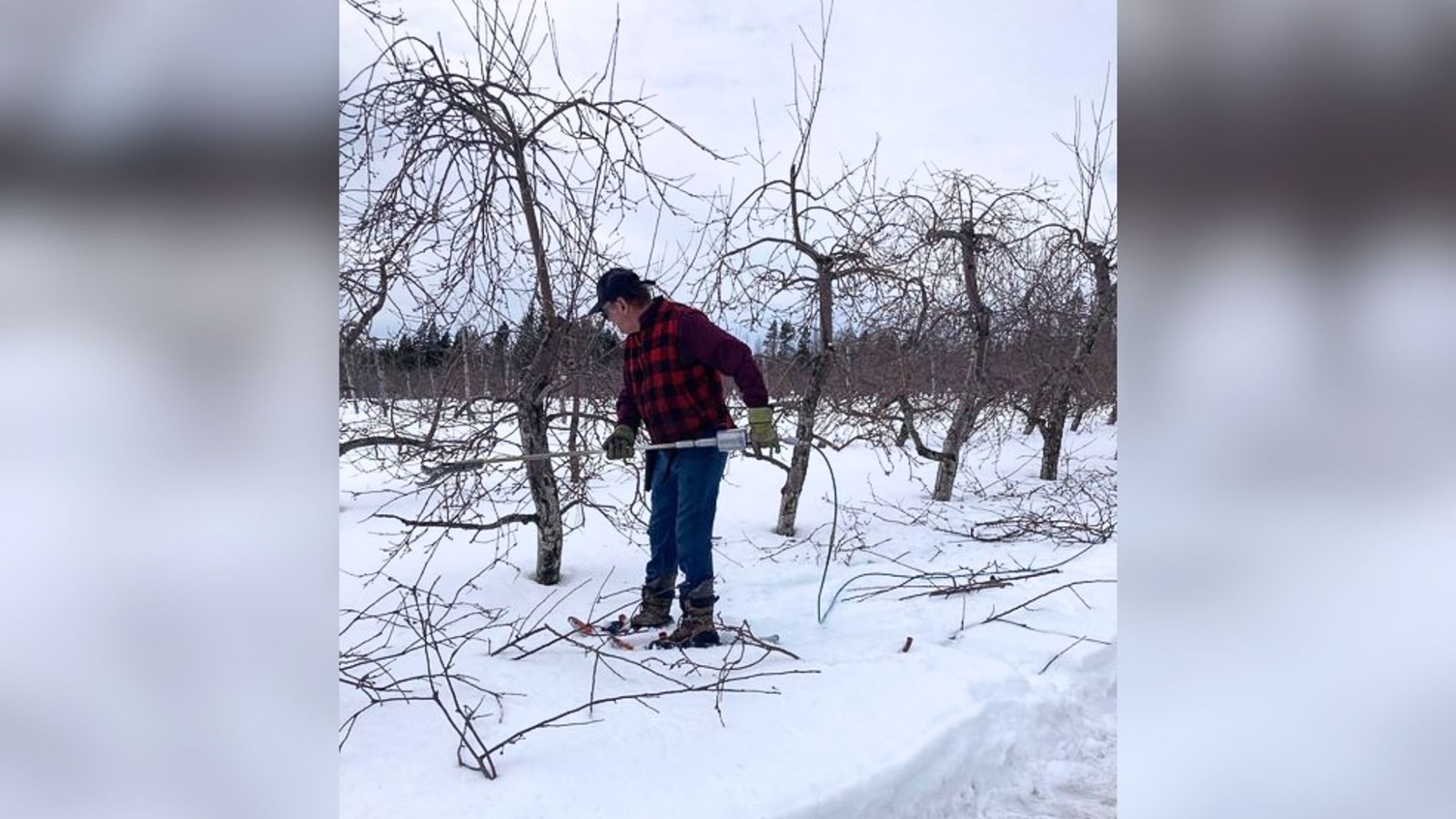 Une conférence pour tout savoir sur la taille des arbres fruitiers