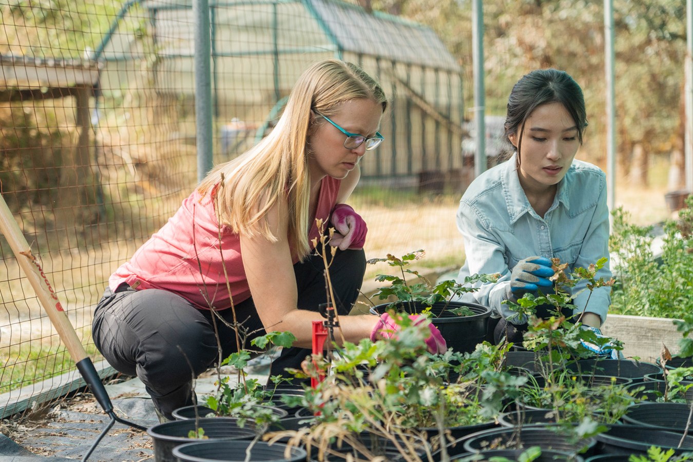 Donnez un « coup de pouce vert » aux espèces indigènes