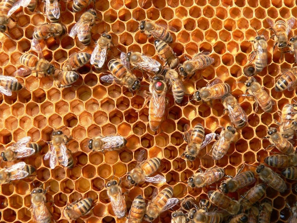 Journée mondiale de l'abeille: la véritable fête de la Reine