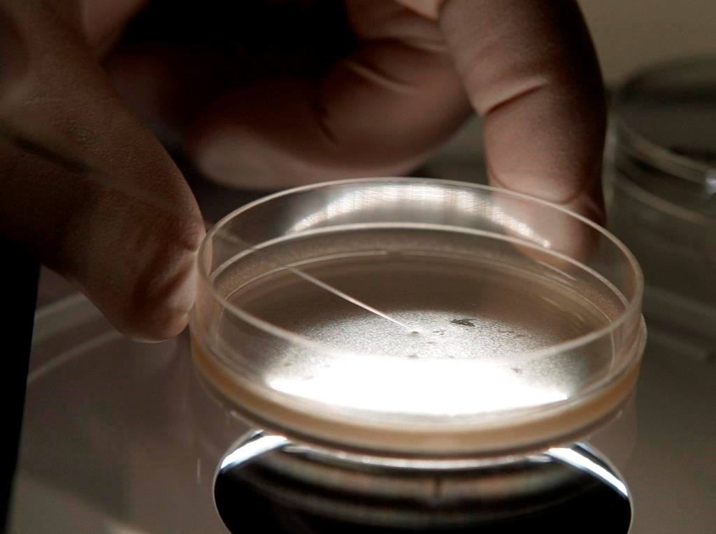 Une nouvelle étude lève le voile sur l'effet fondateur au Québec